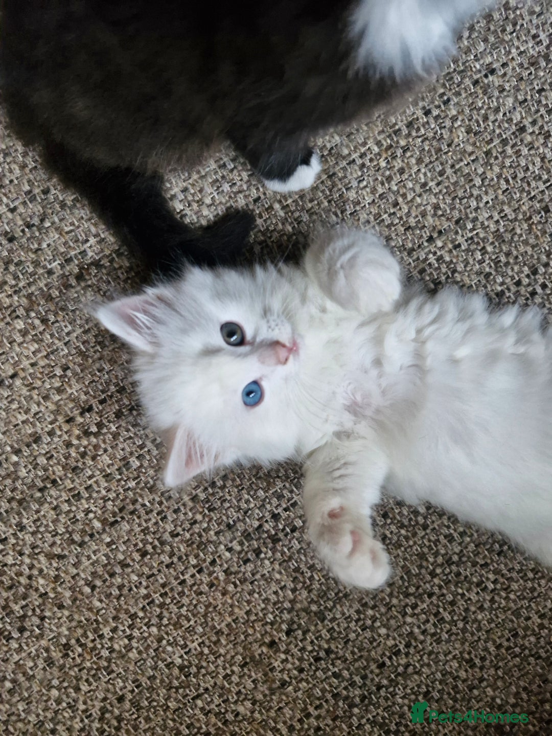 Mixed Breed cats for sale: Beautiful Long Haired kittens - Advert 4
