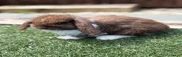 Mini Lop rabbits for sale: Gorgeous baby mini lops  - Advert 3