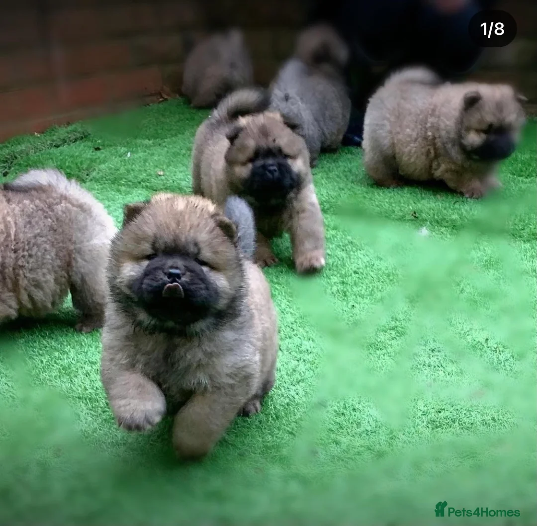 Chow Chow dogs for stud: HOGAN VERY WELL PROVEN STUD in Cheltenham - Advert 8