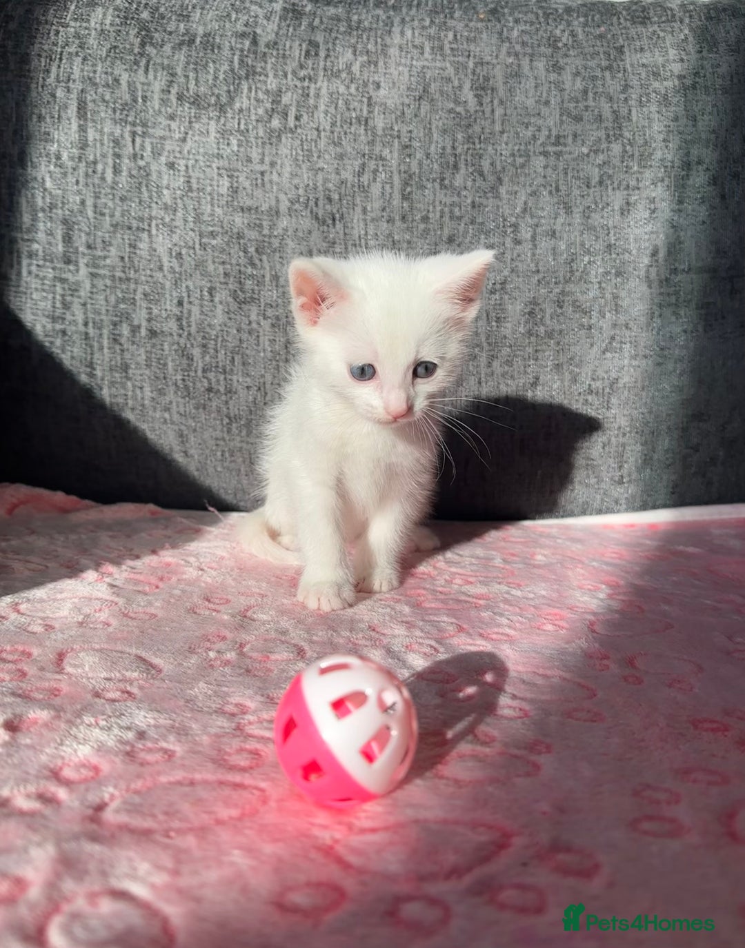Turkish Angora cats for sale: Gorgeous Snow Turkish Angora Boy Twins URGENT 🩵 - Image 3