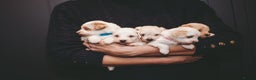 Maltipoo dogs for sale: BEST IN CLASS - F2 MALTIPOO PUPPIES - Advert 17