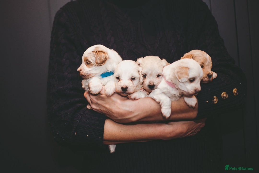 Maltipoo dogs for sale: BEST IN CLASS - F2 MALTIPOO PUPPIES - Advert 17