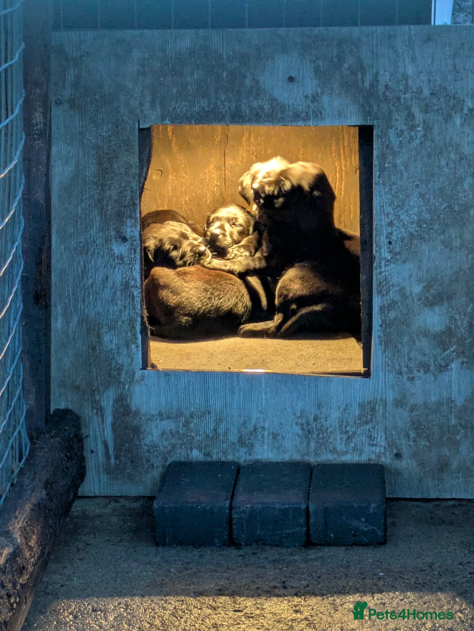 Labrador Retriever dogs KC reg health tested lab pups - Advert 1