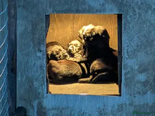 Labrador Retriever dogs KC reg health tested lab pups - Advert 5