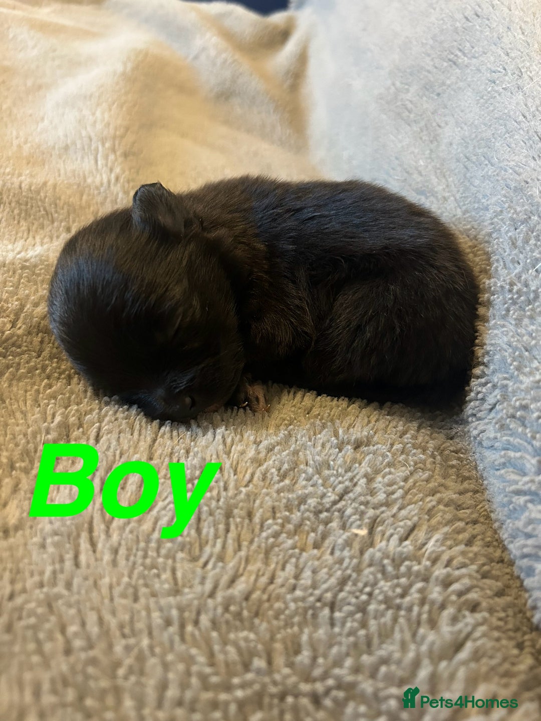 Pomapoo dogs for sale: Beautiful Pom puppies 🐶  - Image 5