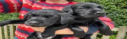 Labrador Retriever dogs for sale: KC Reg Yellow and black Labrador pups - Advert 3