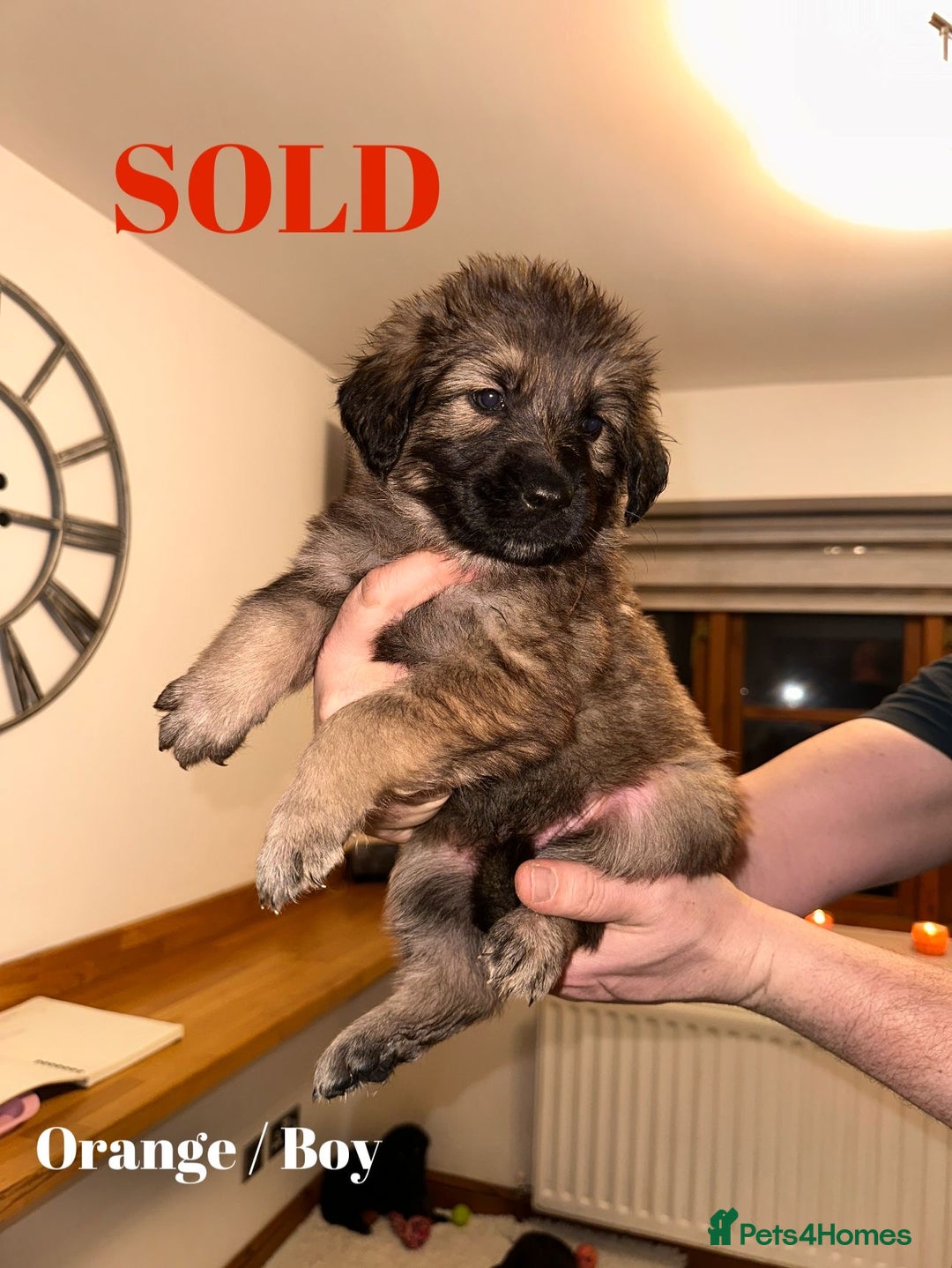 Mixed Breed dogs for sale: Golden Shepherd Puppies - Advert 10