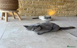 British Shorthair cats for sale: PEDIGREE BRITISH SHORTHAIR KITTENS COLOURPOINT - Image 23