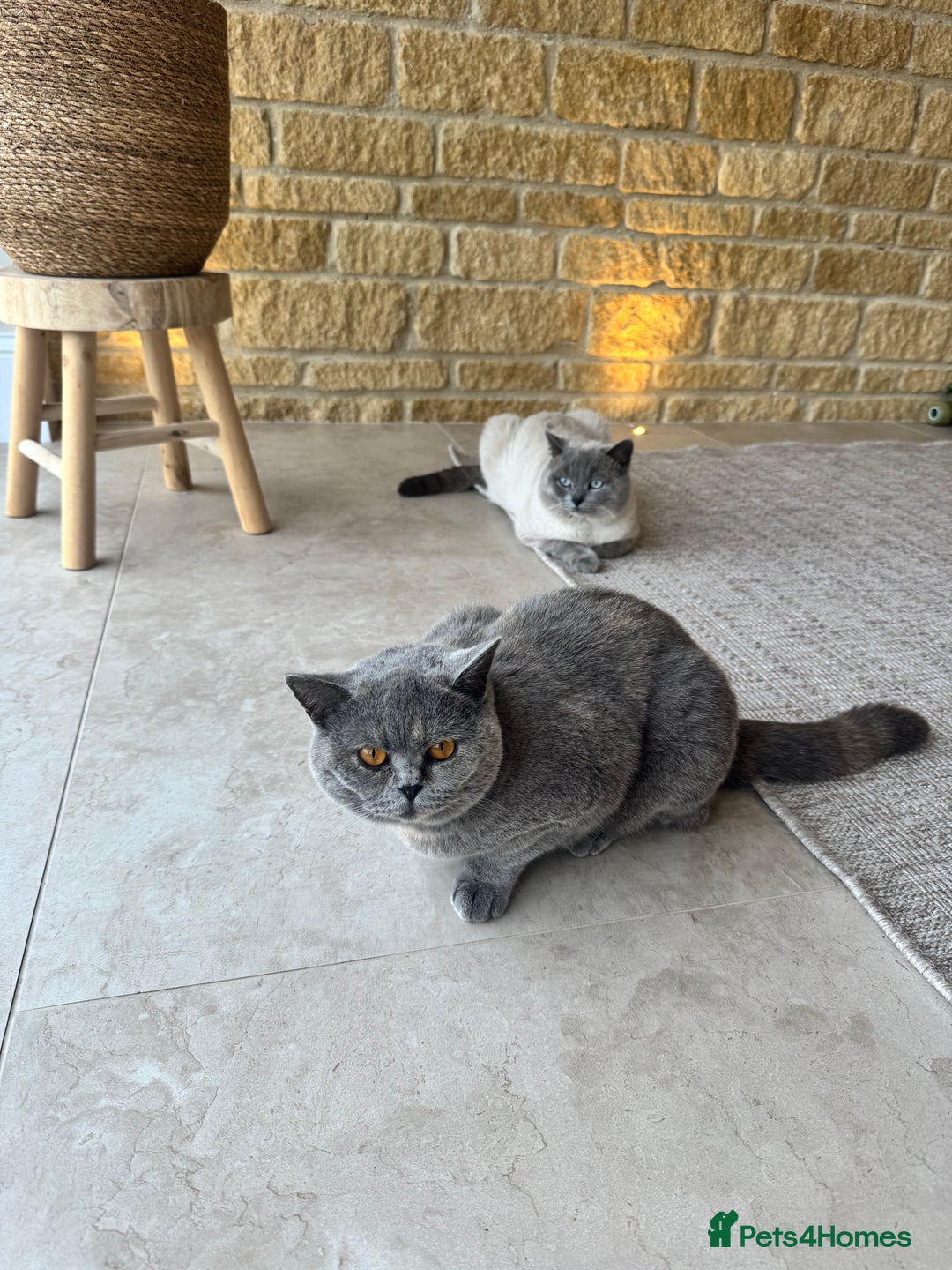 British Shorthair cats for sale: PEDIGREE BRITISH SHORTHAIR KITTENS COLOURPOINT - Image 23