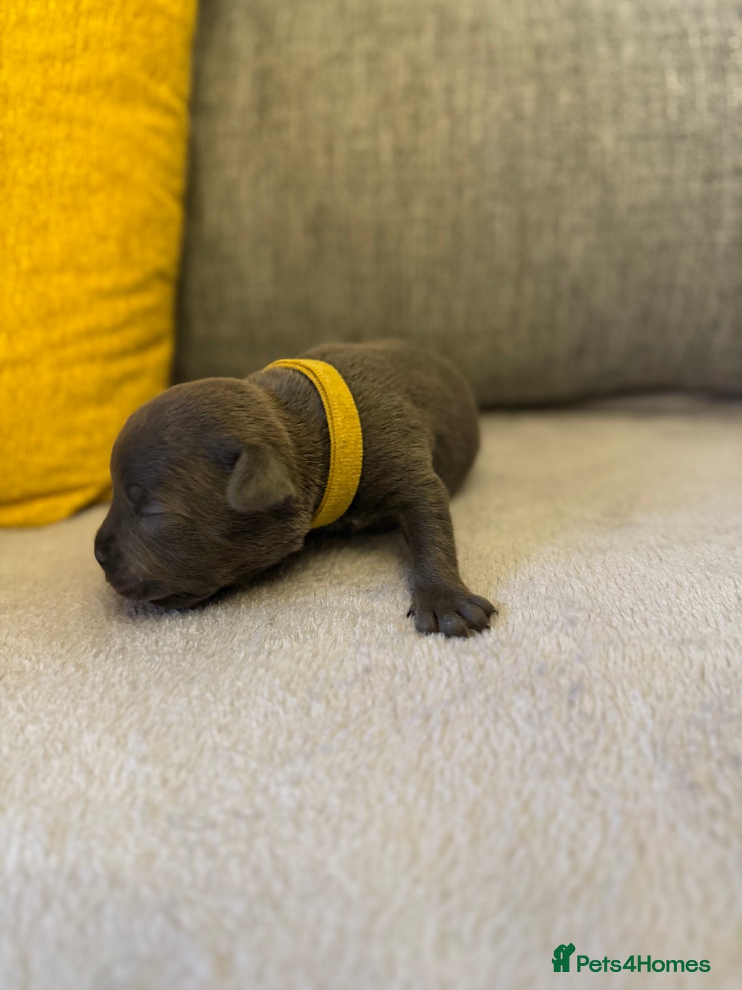 Staffordshire Bull Terrier dogs for sale: 7 BEAUTIFUL STAFFY PUPS SIRED BY CH FIGO - Image 14