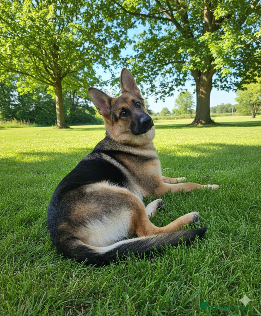 German Shepherd dogs for stud: German shepherd for stud - Advert 1