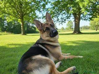 German Shepherd dogs German shepherd for stud - Advert 15