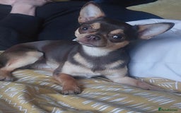 Chihuahua dogs for stud: KC SMOOTH COAT CHIHUAHUA  OPEN  AT STUD 💙 in Doncaster - Image 5