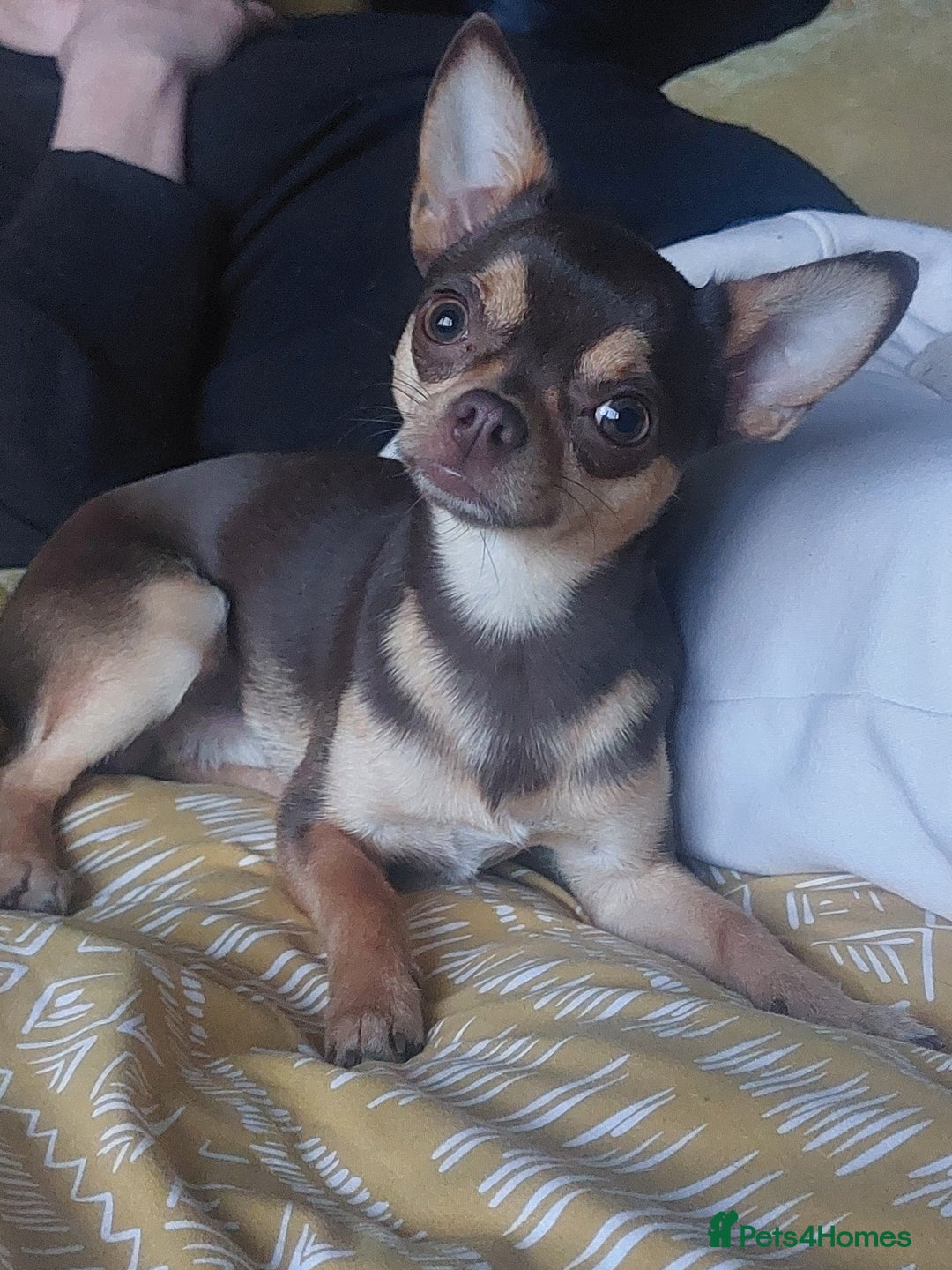 Chihuahua dogs for stud: KC SMOOTH COAT CHIHUAHUA  OPEN  AT STUD 💙 in Doncaster - Image 5