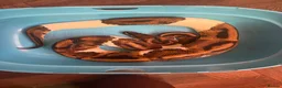 Python Snake reptiles for sale: Ball python for rehoming - Advert 2
