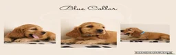 Cocker Spaniel dogs for sale: Show Cocker spaniels  in Maidstone - Advert 3