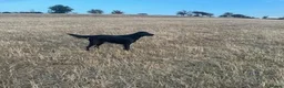 Flat coated Retriever dogs for sale: KC Registered Flatcoated Retriever Pups for Sale in Rhyl - Advert 6
