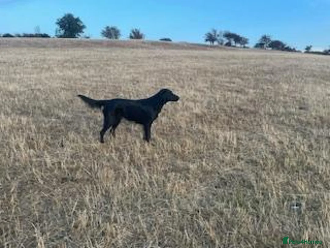 Flat coated Retriever dogs for sale: KC Registered Flatcoated Retriever Pups for Sale in Rhyl - Advert 6