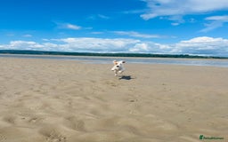 Jack Russell dogs for stud: Beautiful Jack Russell for Stud  - Image 20