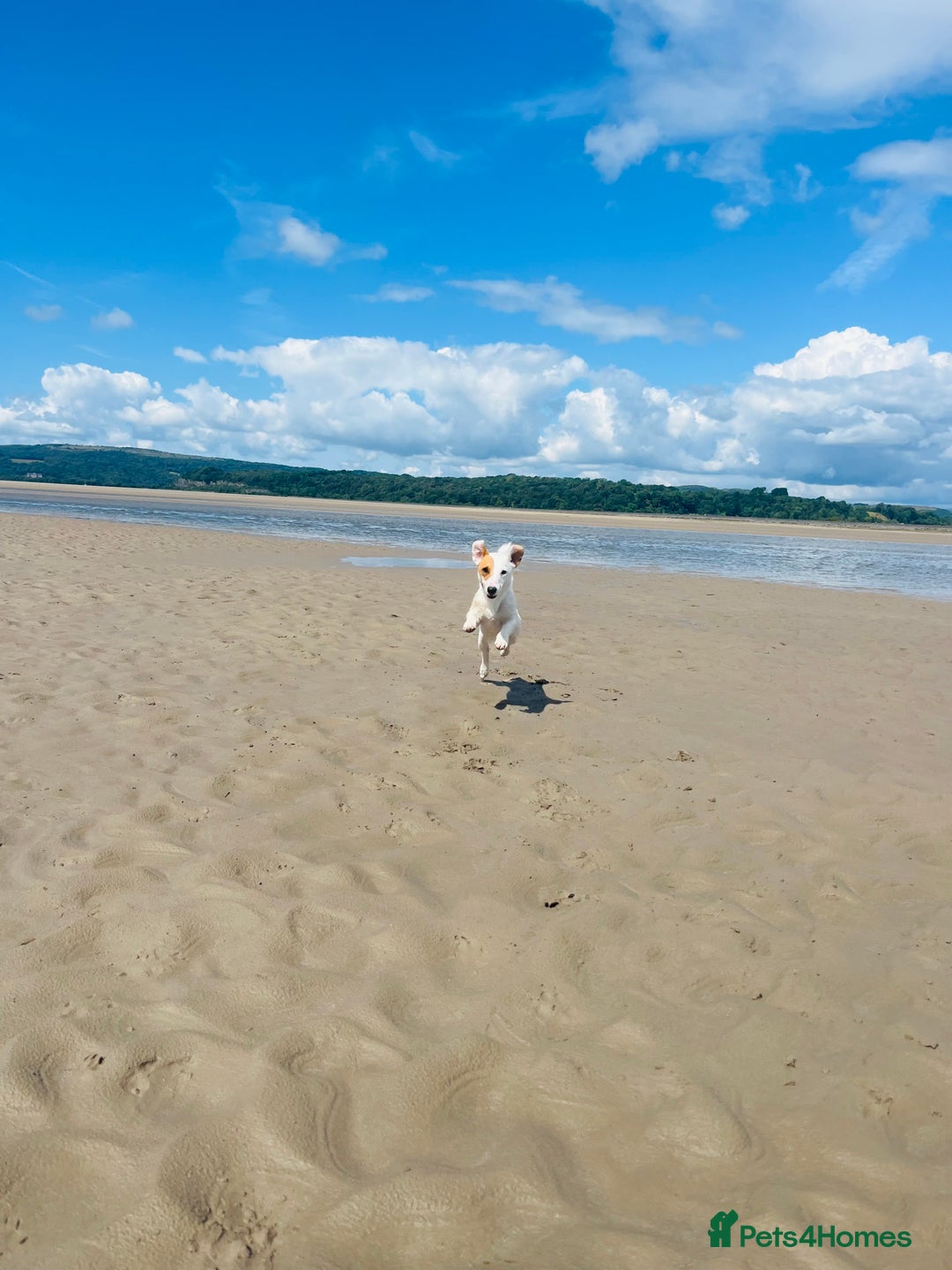 Jack Russell dogs for stud: Beautiful Jack Russell for Stud  - Image 20