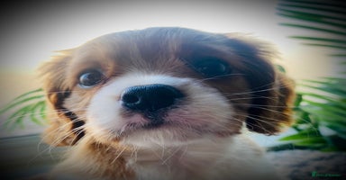 Cavalier King Charles Spaniel dogs - Advert 26