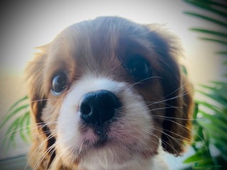 Cavalier King Charles Spaniel dogs - Advert 3