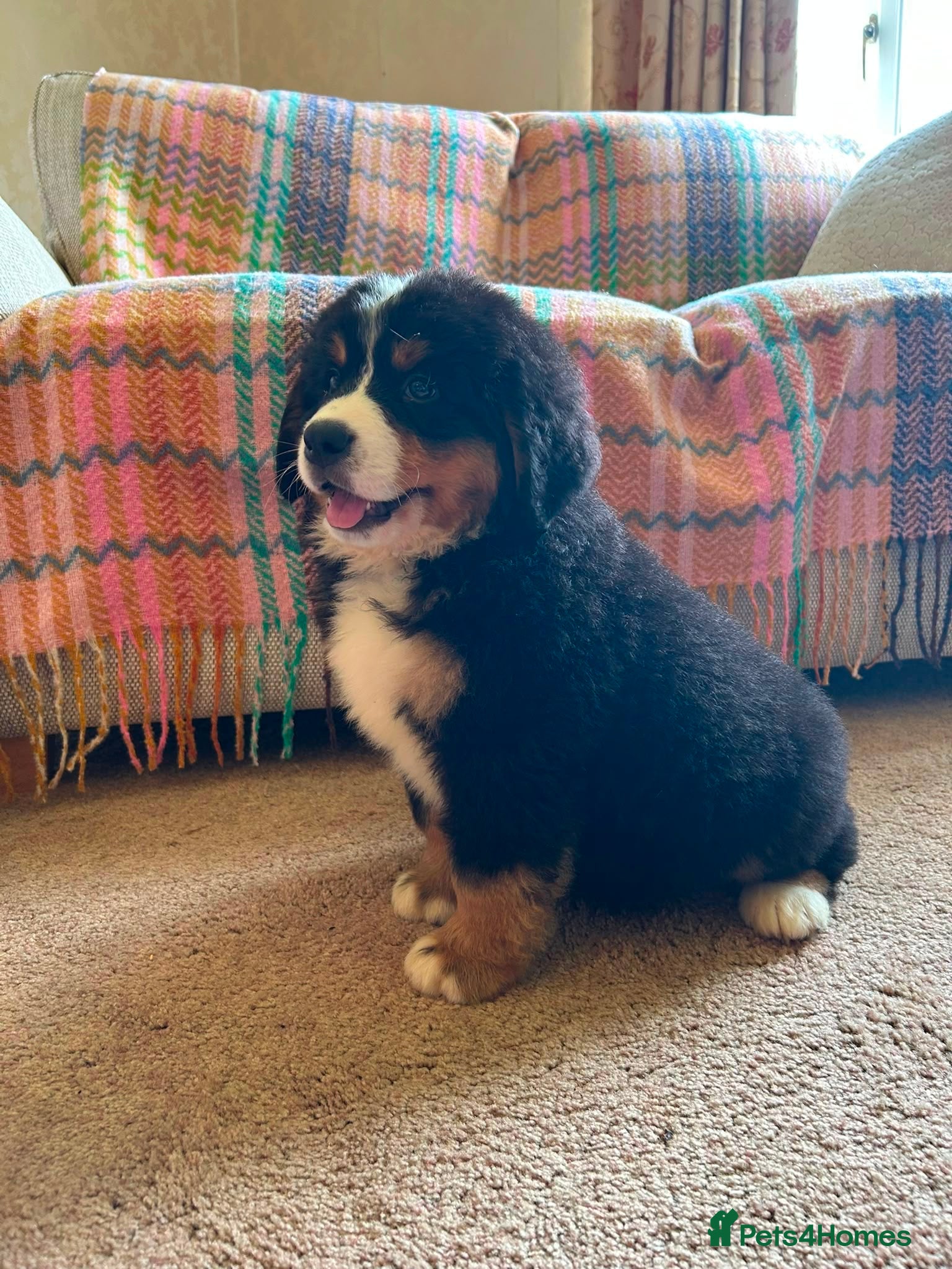 Bernese Mountain Dog dogs Beautiful Bernese Mountain pups available  - Advert 15