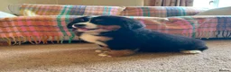 Bernese Mountain Dog dogs for sale: Beautiful Bernese Mountain pups available  in Carmarthen - Advert 1