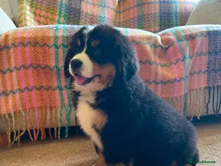 Bernese Mountain Dog dogs Beautiful Bernese Mountain pups available - Advert 18