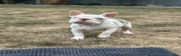French Bulldog dogs for sale: 3 male french bulldogs  - Advert 10