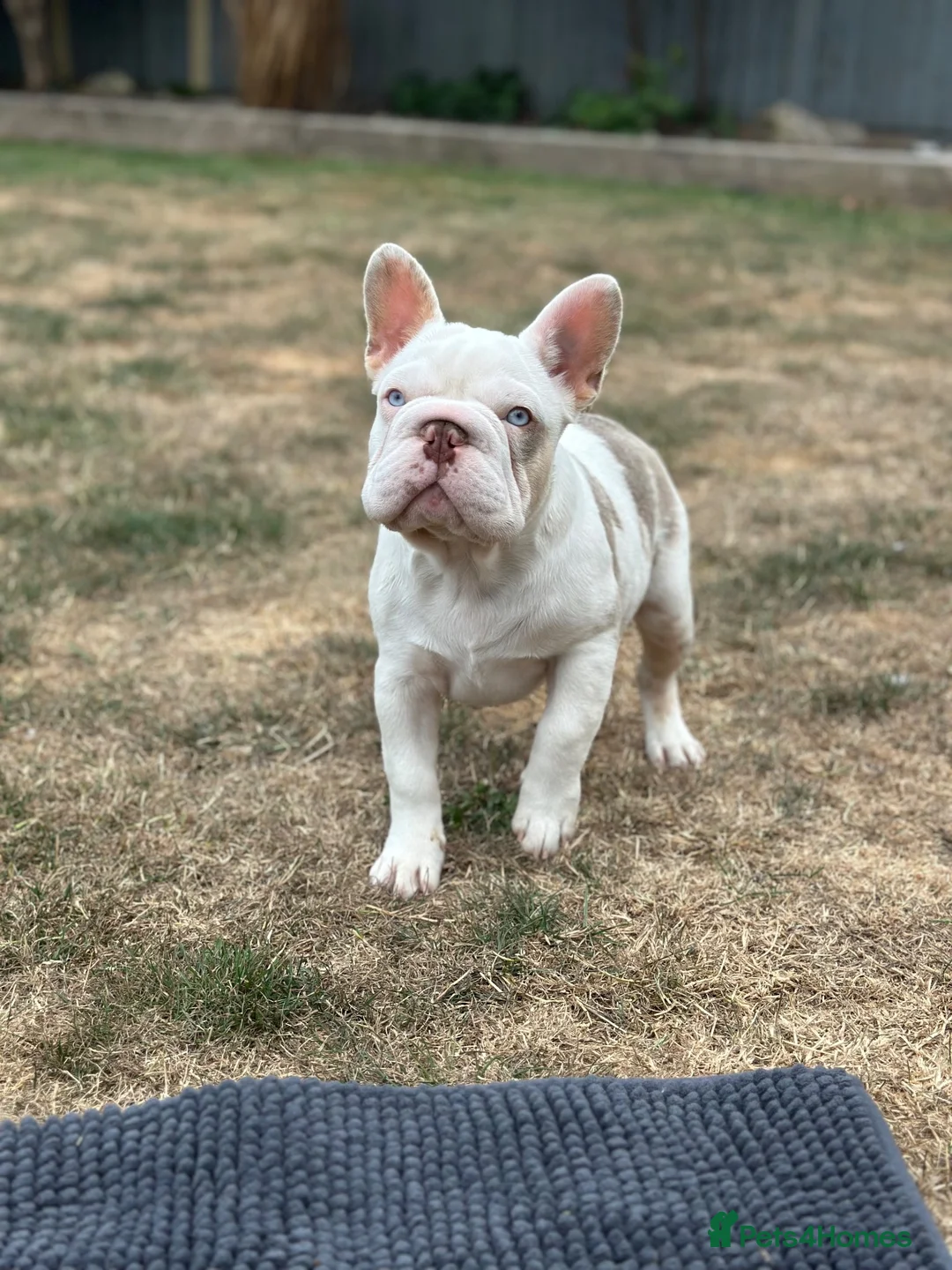 French Bulldog dogs for sale: 3 male french bulldogs  - Advert 10