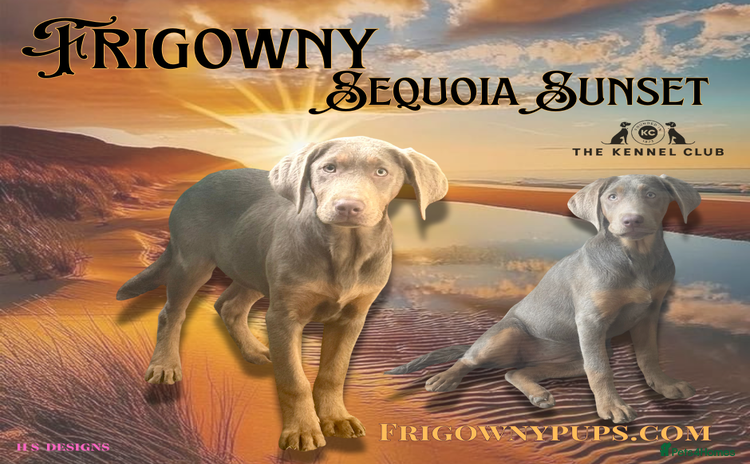 Labrador Retriever dogs - Advert 4