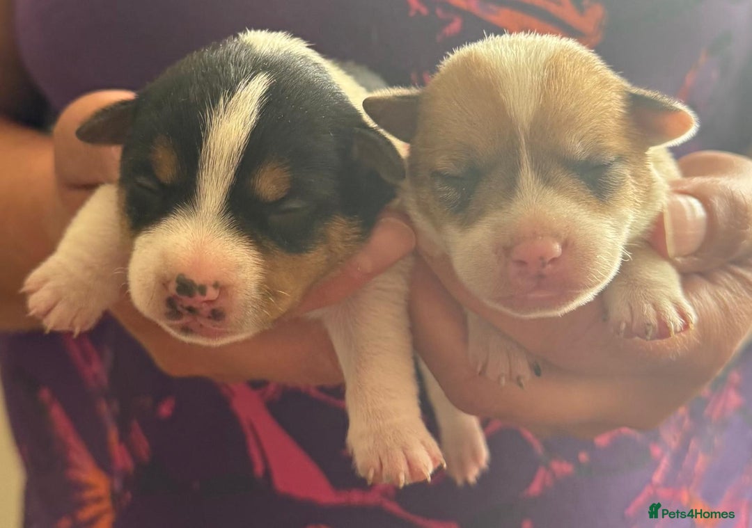Jack Russell dogs for sale: Bred From Health Tested Parents - Image 26