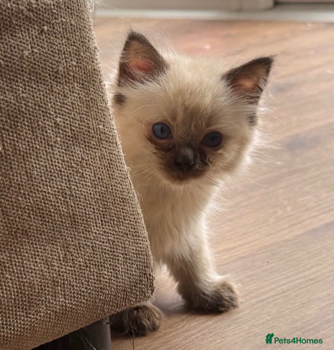Ragdoll cats GCCF champion ragdoll kittens 1 left girl 🐱 - Advert 1