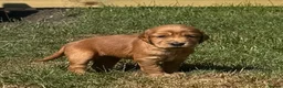 Cocker Spaniel dogs for sale: Beautiful litter of cocker spaniel puppies in Pontypool - Advert 15