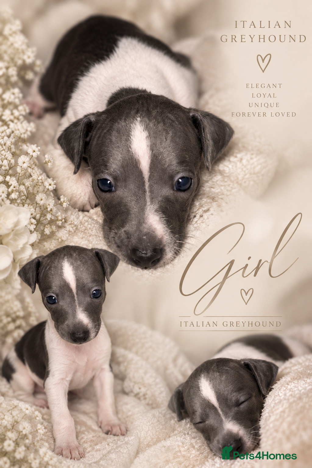 Italian Greyhound dogs 🤍Outstanding Italian Greyhound litter🤍 - Advert 2