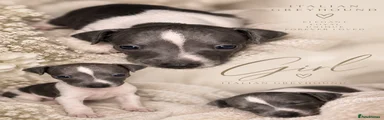 Italian Greyhound 3