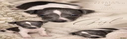 Italian Greyhound dogs for sale: 🤍Outstanding Italian Greyhound litter🤍 in Wetherby - Advert 11