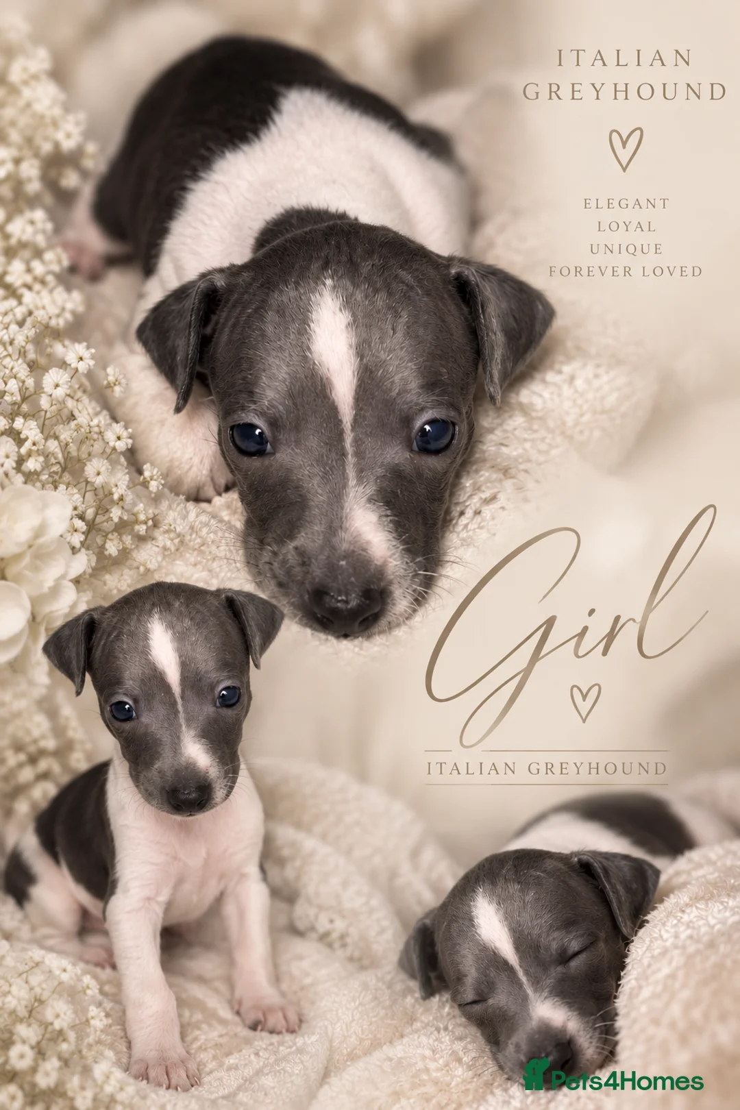 Italian Greyhound dogs for sale: 🤍Outstanding Italian Greyhound litter🤍 in Wetherby - Advert 11