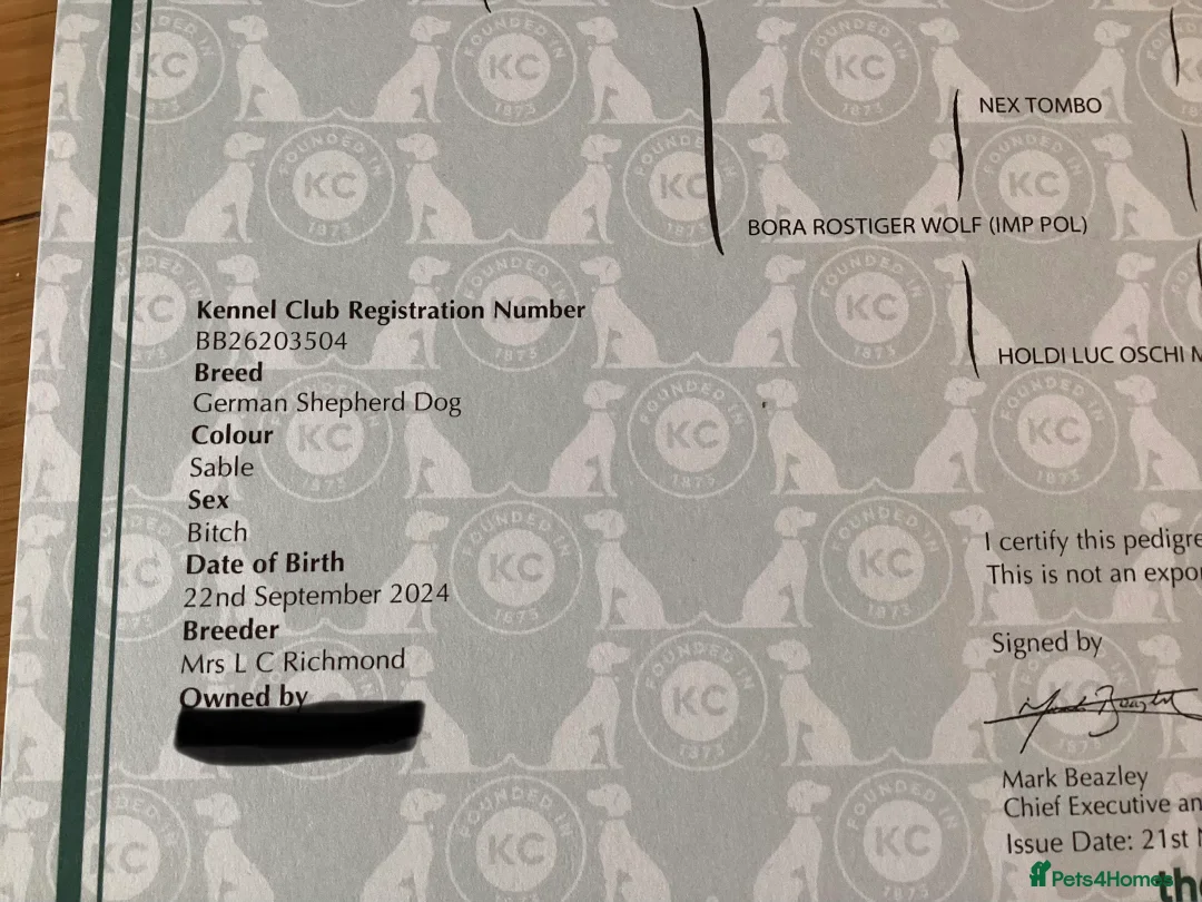 German Shepherd dogs for sale: Beautiful Female 15 Month Old German Shepard.   - Advert 7