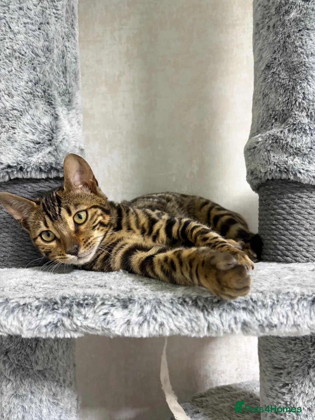 Bengal cats for sale: - Brown & Silver Bengals—Experienced Homes Only - Advert 34