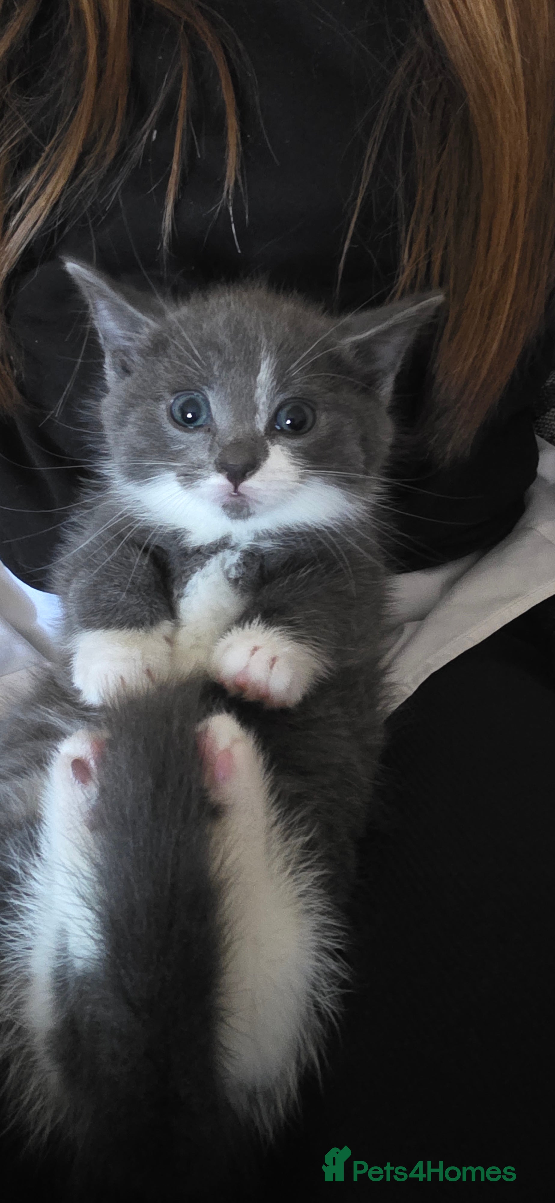 Domestic Shorthair cats 5 beautiful fluffy kittens - Advert 1