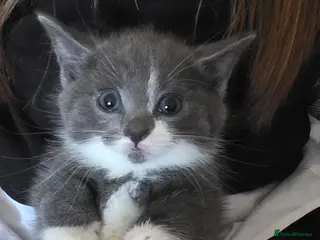 Domestic Shorthair cats 5 beautiful fluffy kittens - Advert 1