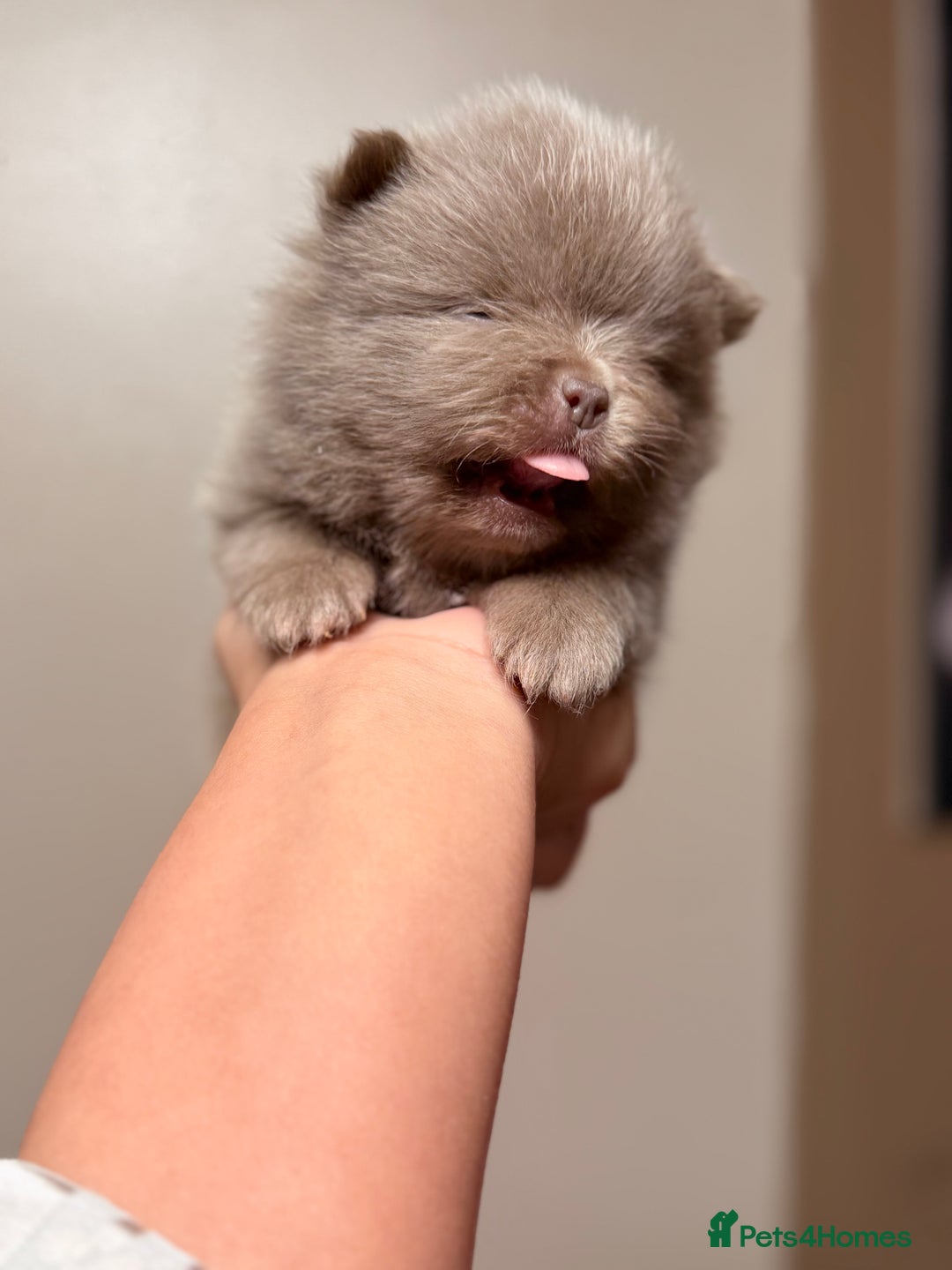 Pomeranian dogs for sale: 🧸 Dream Teddy Bear( Price reduced) - Advert 7