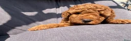 Toy Poodle dogs for sale: Beautiful Red Toy Poodle Puppies -Boy & Girl  - Advert 13