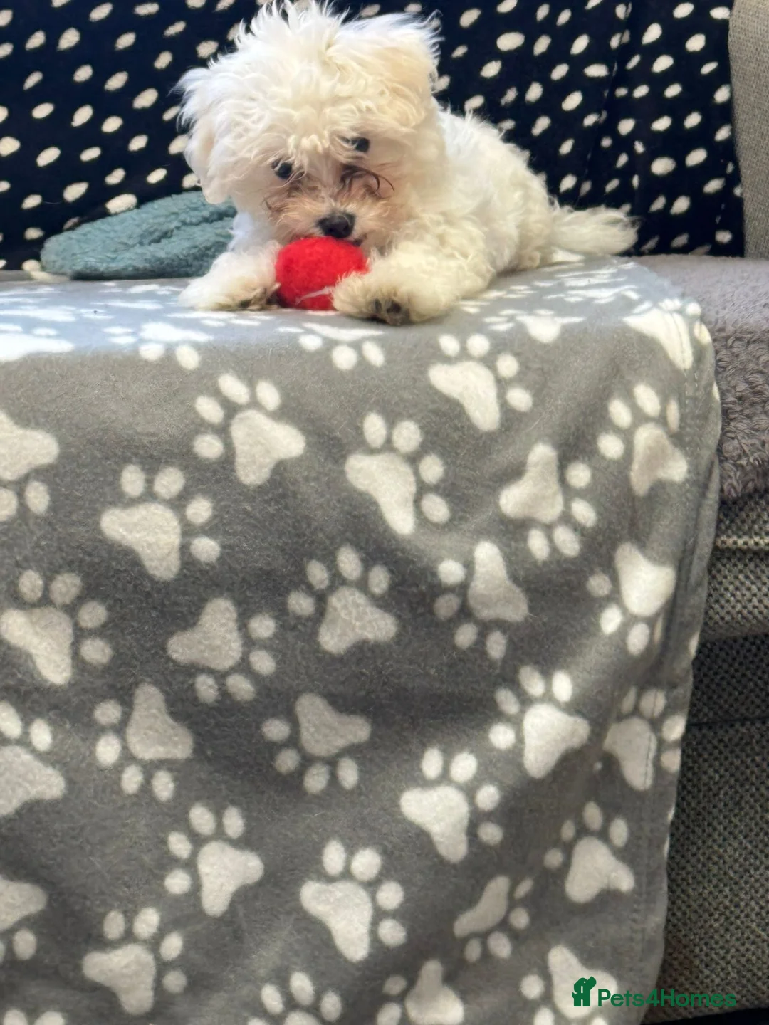 Bichon Frise dogs for sale: Two Mini Bichon Frise Ready for their New Home - Advert 10