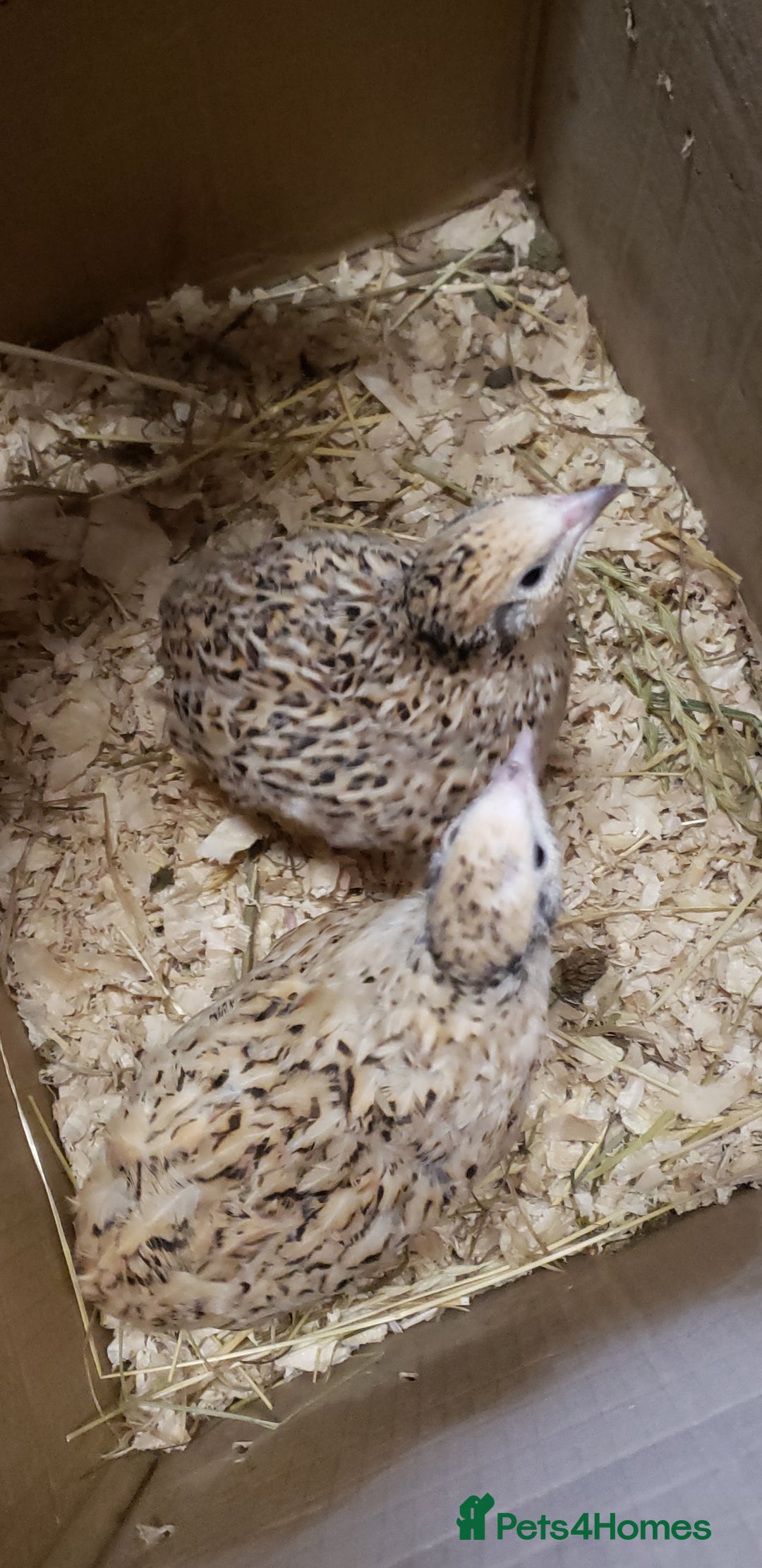 Quail poultry for sale: Quail Laying Type Cortinux - Advert 3