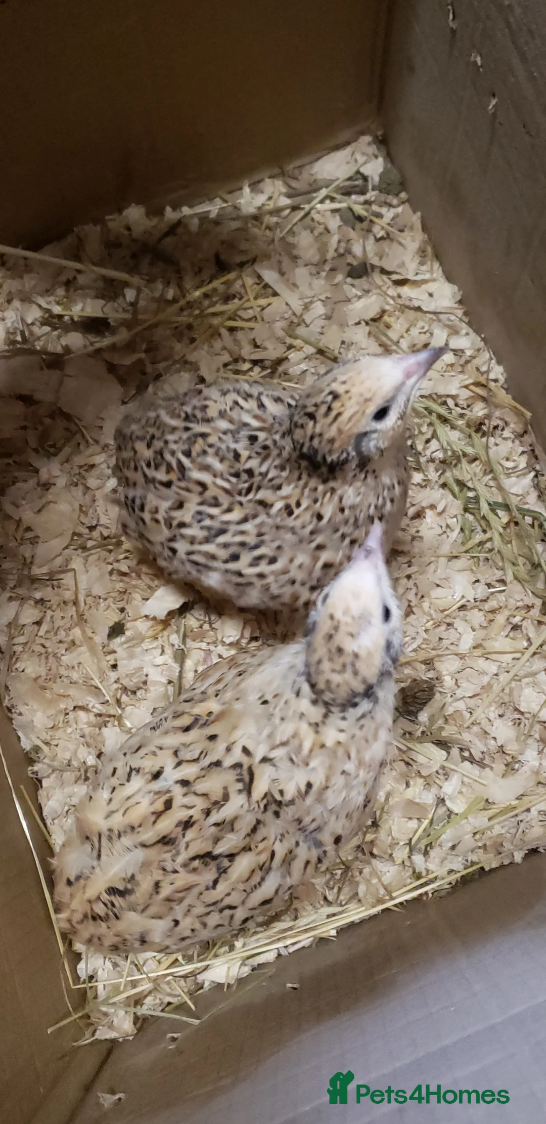 Quail poultry for sale: Quail Laying Type Cortinux - Advert 3