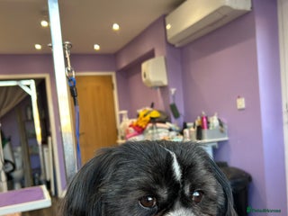 Shih Tzu dogs in Ely - Advert 3