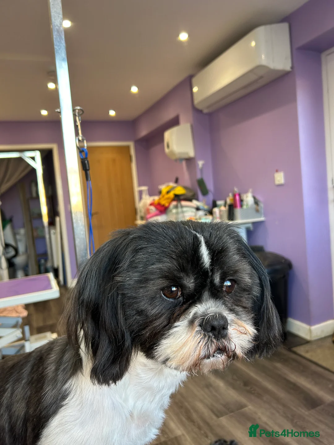 Shih Tzu dogs for stud: Memphis Shihtzu Stud + Free Scan in Ely - Advert 1